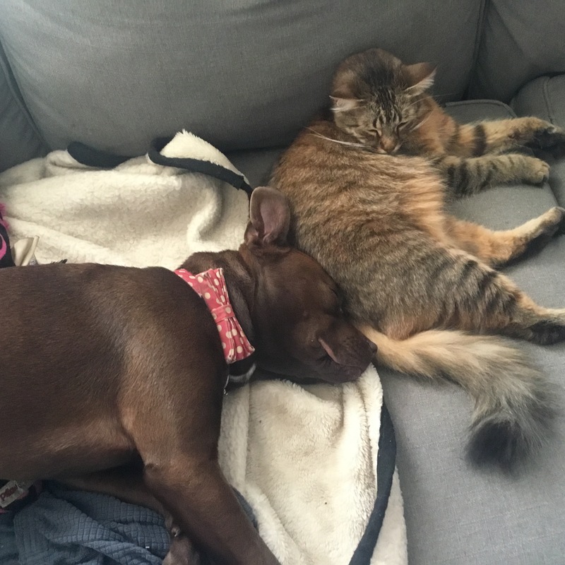 Bella and Lulu napping together